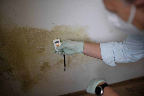 Best Insurance-Related Mold Remediation in Cedar Springs, MI